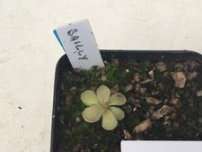 Pinguicula x Bailley