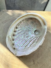 Extra Large Abalone Shell Red