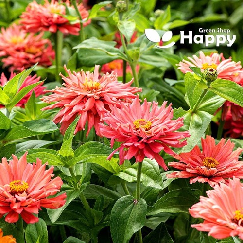Zinnia senorita super - zinnia,