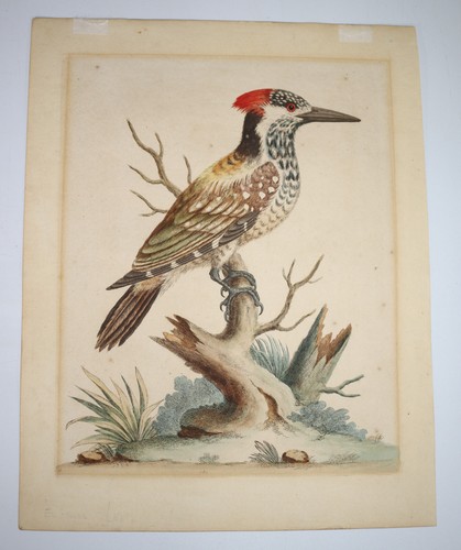 1750s original woodpecker - 1750s,
