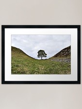 Sycamore Tree Framed Art Print