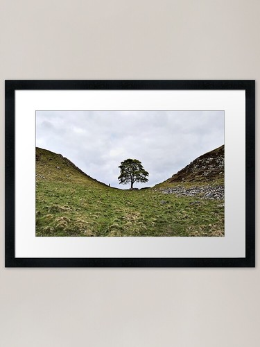 Sycamore tree framed art print - framed,