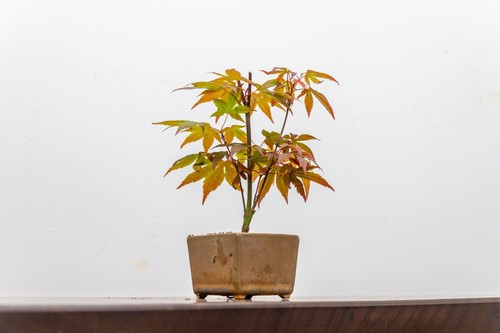 Bonsai starter bundle - bundle,