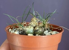 ORNITHOGALUM SARDIENII 4 bulbs