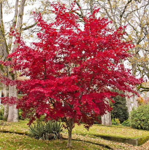 Acer palmatum bloodgood - palmatum,