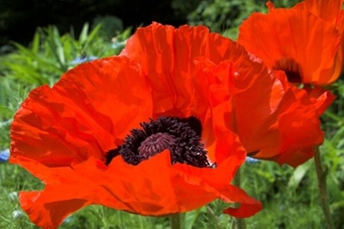 Papaver orientale brilliant - orientale,