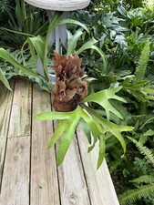 Elkhorn (Staghorn Ferns)