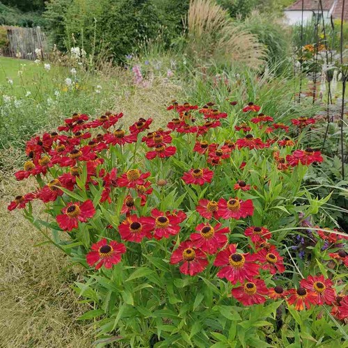 Helenium rubinzwerg - ‘rubinzwerg’, –
