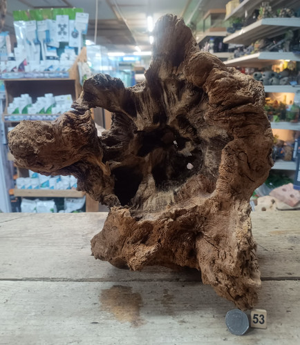 Derwen oak bogwood - bogwood, 25-50cm