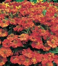 Helenium Moerheim Beauty