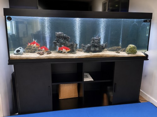 Aquarium fish tank - aquarium,