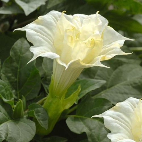 Angel trumpet datura metel - angel’s,