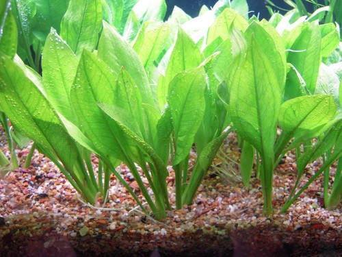Aquarium live plant - plant, bunch
