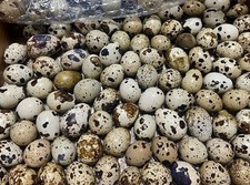 Cotournix Quail Hatc***g Eggs
