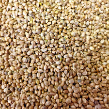 HEMPSEED hemp seed wild bird