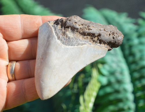 Wow genuine megalodon - wow,, ....genuine