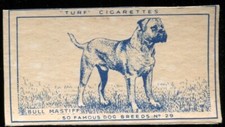Tobacco Card, Carreras, Turf, FAMOUS DOG BREEDS, 1952, Bull Mastiff, #29