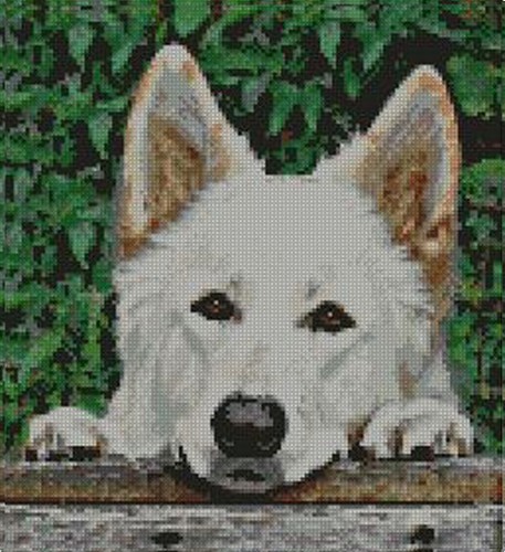 White shepherd alsation puppy - white,