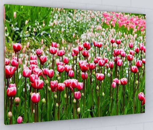 Stunning spring tulips - tulips, flower