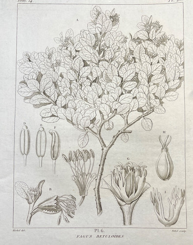 Antique botanical engraving - antique,