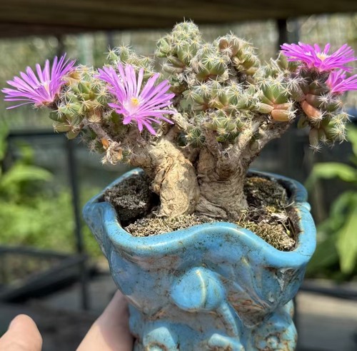 Pot 9cm trichodiadema - 9cm,