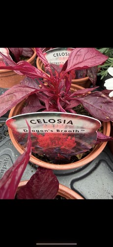 Celosia dragon breath - 3x, dragon’s