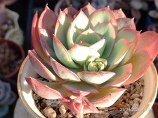 One pot (single head)