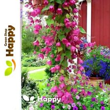 PURPLE BELL VINE  10 SEEDS -