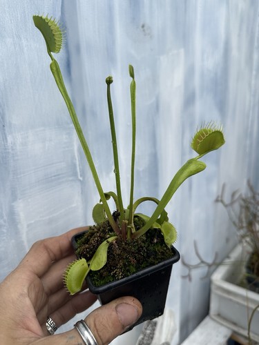 Dionea muscipla red - dionea,