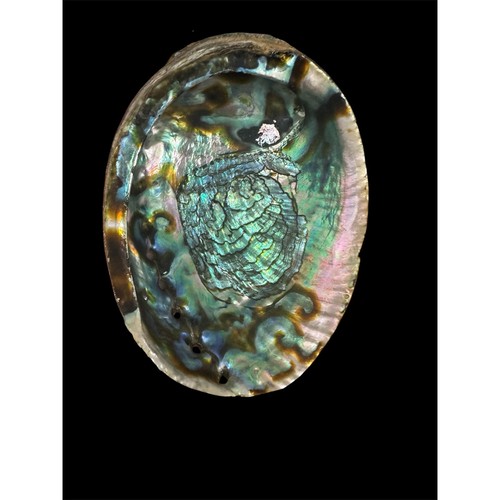 Abalone shell great - , for