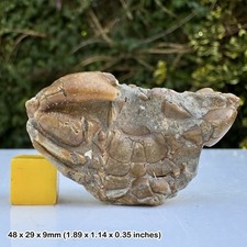 Rare Fossil Crab Late