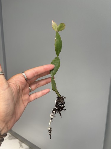 Rhipsalis elliptica jungle - elliptica,