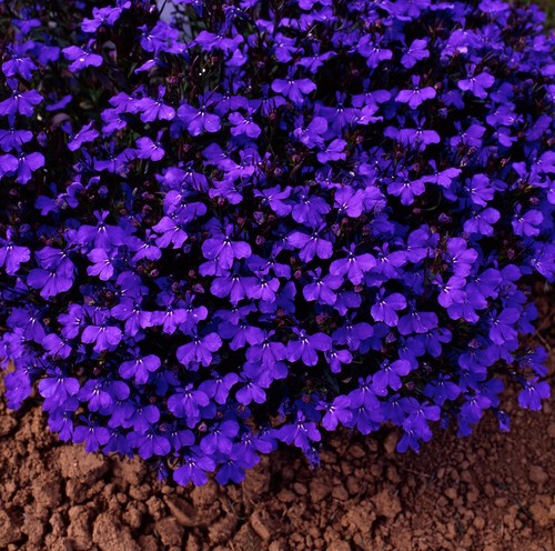 Bush lobelia crystal palace - 40,