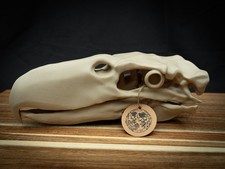 3D Printed Terror Bird Skull