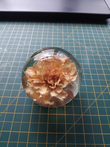 Hippocampus paperweight with - hippocampus,