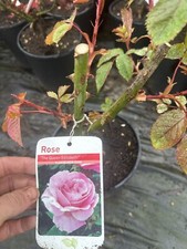 Potted rose the - potted,
