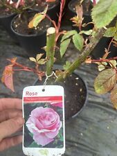 POTTED ROSE 'THE QUEEN