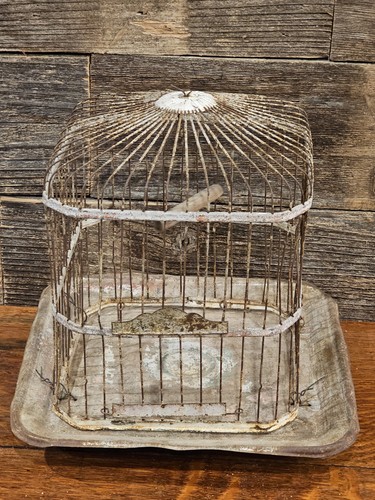Antique 1800s bird parakeet - 1800s,