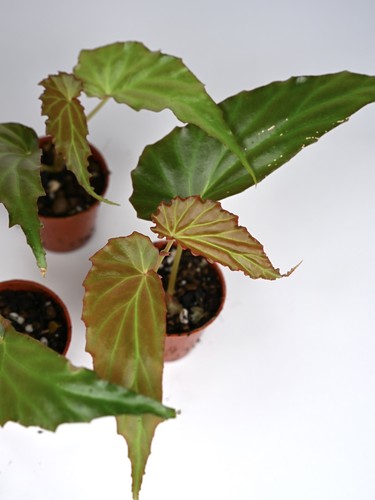 Begonia borneensis rare - borneensis,
