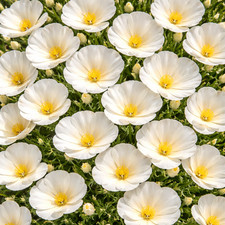50 UK Giant White Cream