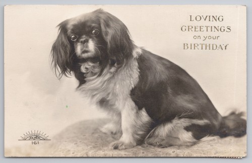 Pekingese dog loving - pekingese, greetings