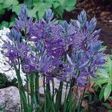 20 CAMASSIA Esculenta-Quamash Bulbs- SUMMER BLUE FLOWERING - Perennial Plant