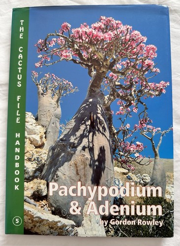 Pachypodium and adenium - pachypodium,