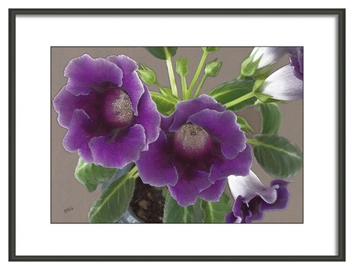 Gloxinia sinningia speciosa - gloxinia,