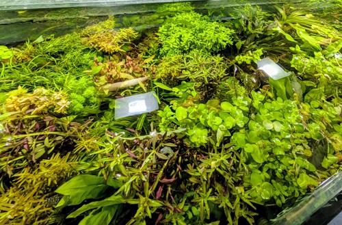 30x shrimp safe aquarium live - safe,