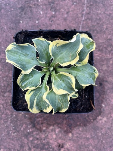 Hosta mini skirt small plant - mini,