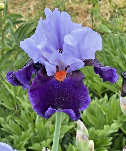 Bearded iris germanica - iris,