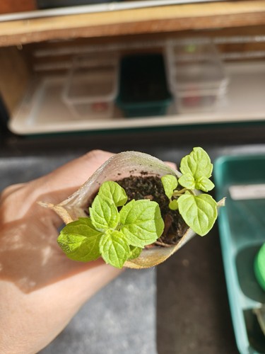 Peppermint plug plant - peppermint, live