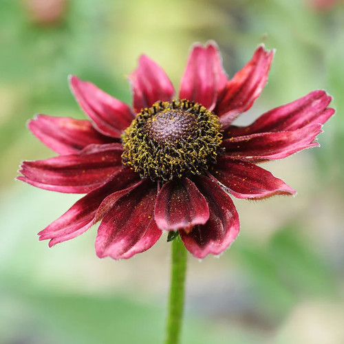 Rudbeckia hirta cherry - hirta, 'cherry