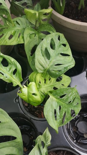 Monstera adansonii swiss - monstera,